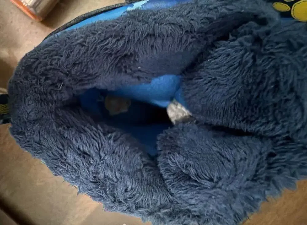 Paw Patrol Winter Boots Blue Navy Snow Boots Toddler